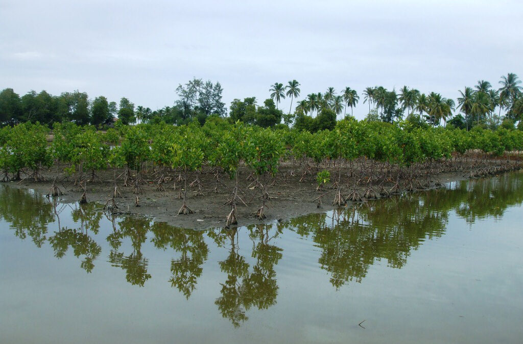 The AGS Group protects the mangrove forests of Indonesia