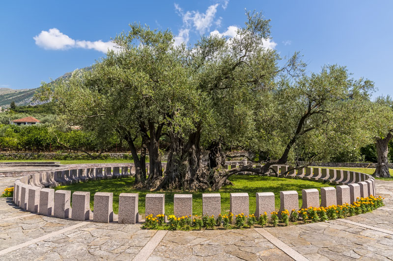 Montenegro’s Ancient Olive Trees