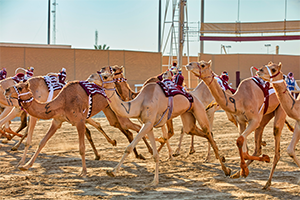 Qatar’s racing Camel robots